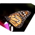 Monarch Butterfly (Milkweed) Danaus plexippus  5 pupae